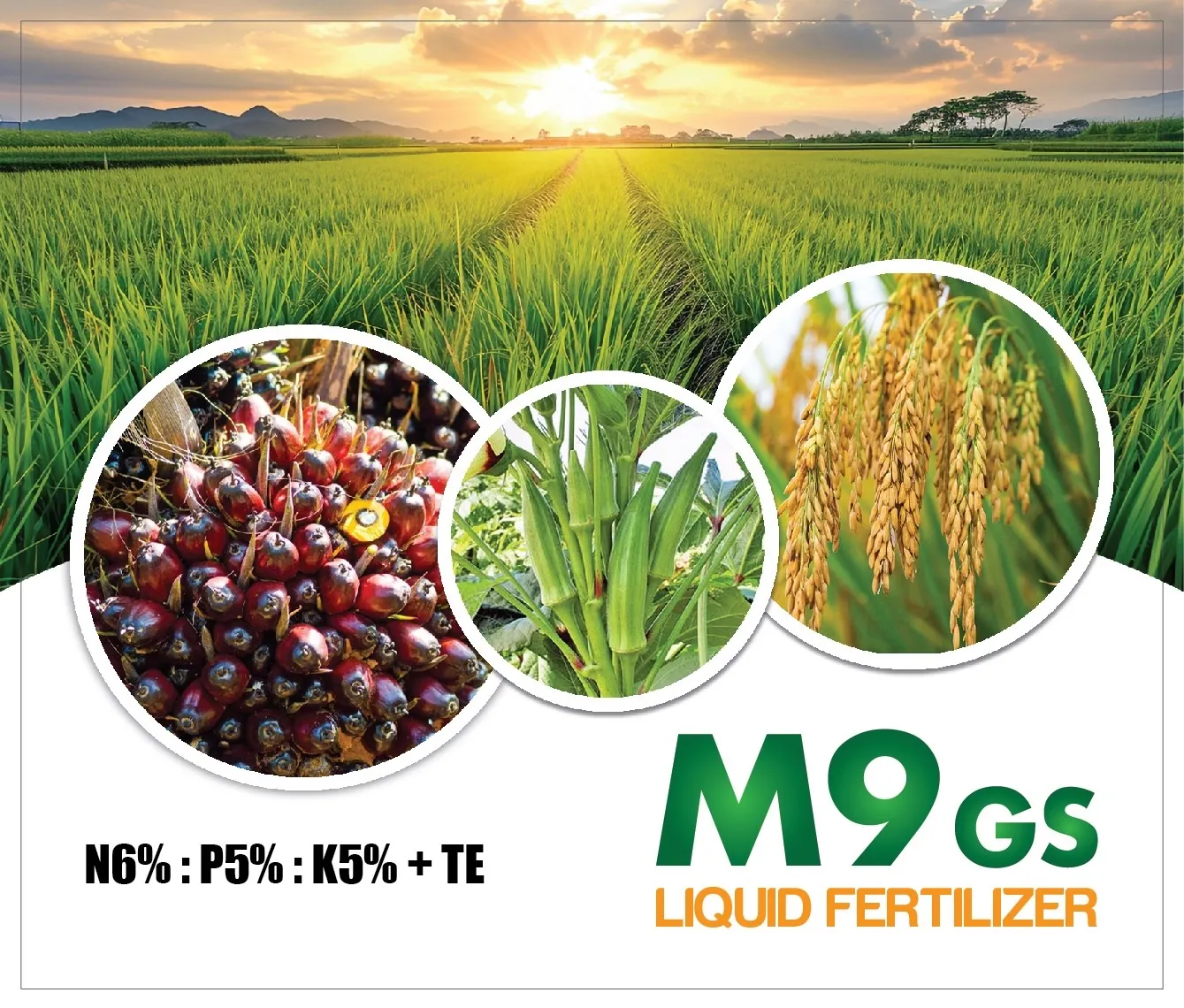 M9 GS - Baja Biostimulan Premium Untuk Kelapa Sawit, Buah-Buahan dan Sayuran